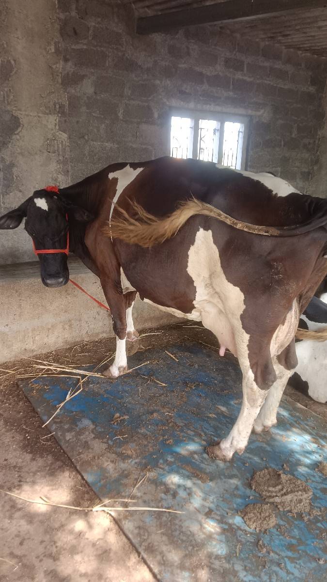 એચ એફ ગાય વેચવાની