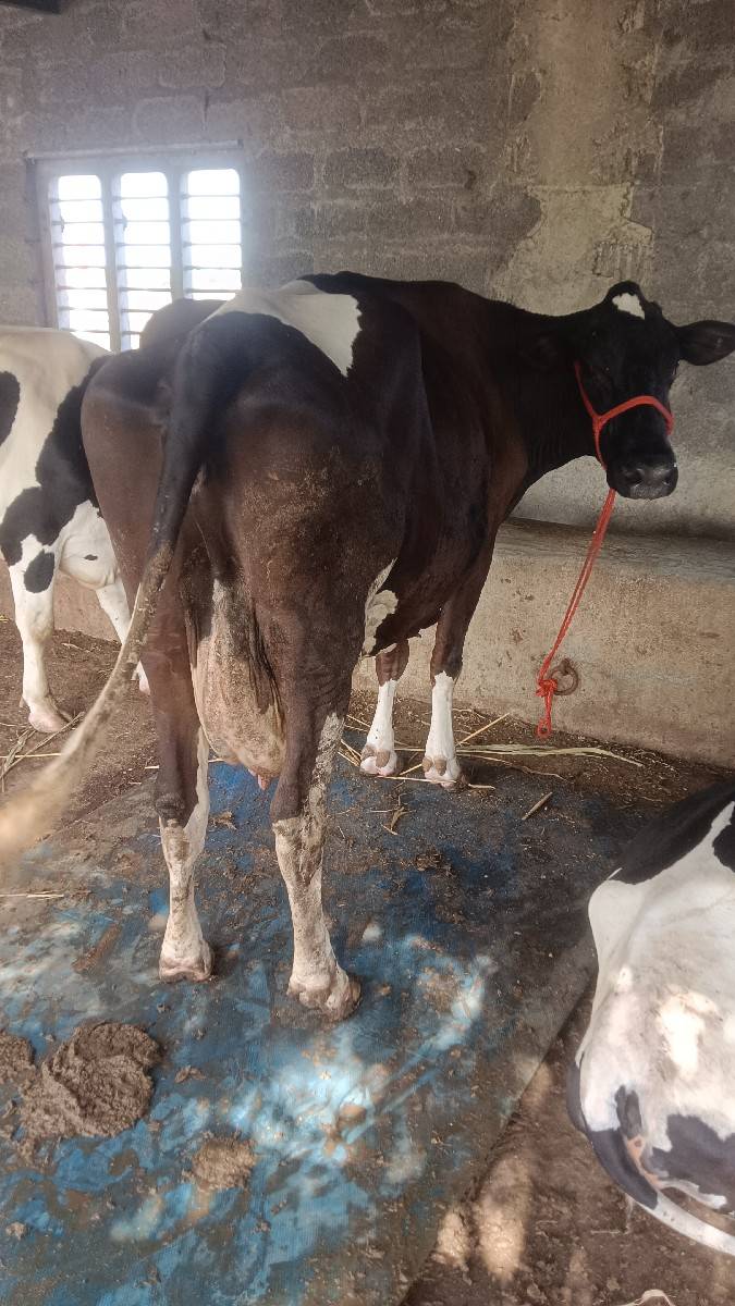 એચ એફ ગાય વેચવાની