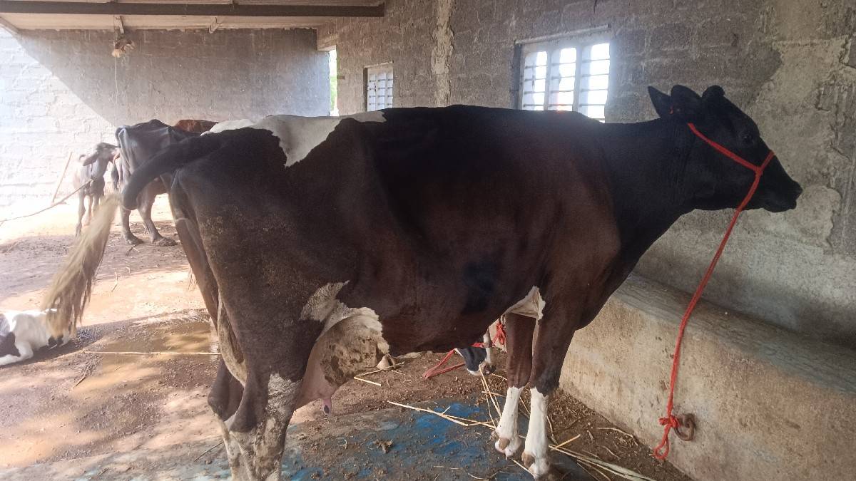 એચ એફ ગાય વેચવાની
