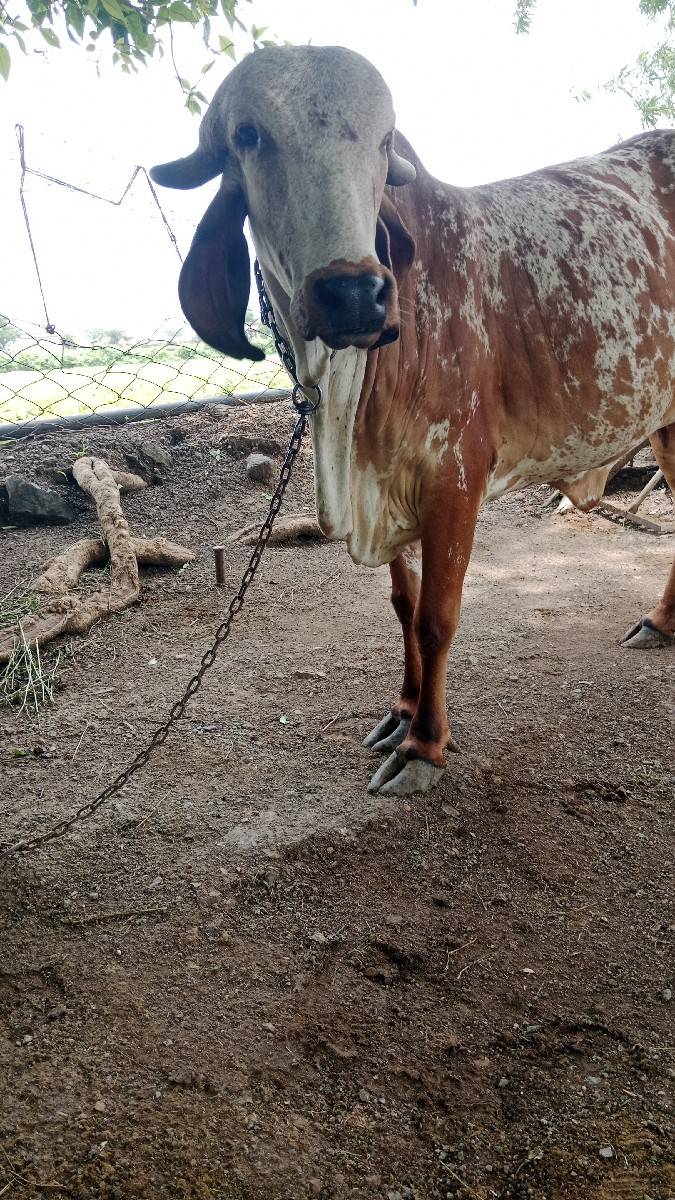 ગાય વેસવાનીસે