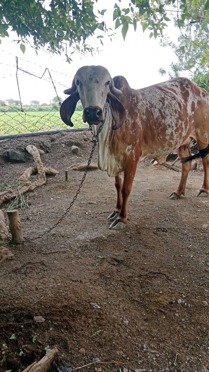 ગાય વેસવાનીસે