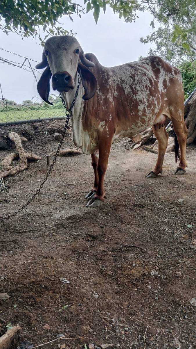 ગાય વેચાણ માટે છે