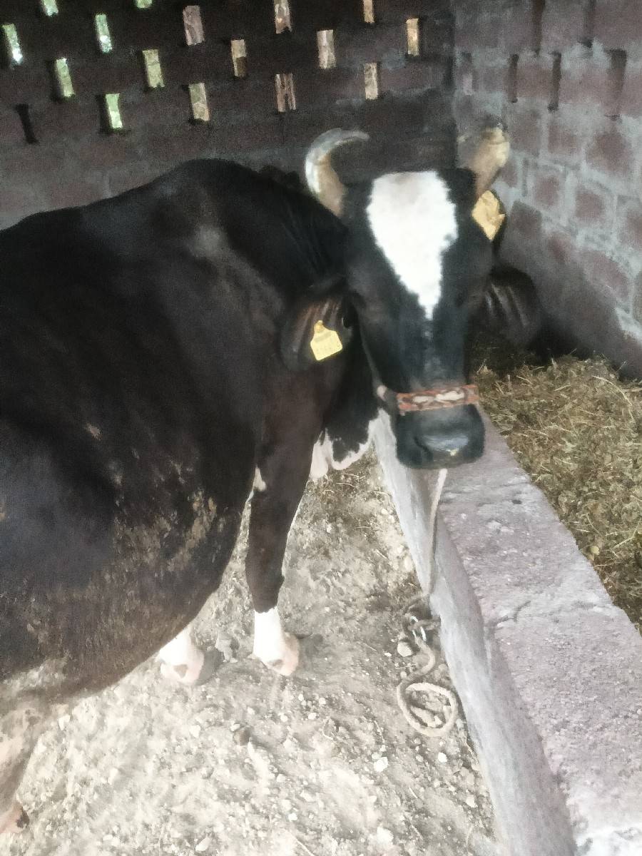 ગીર ક્રોસ ગાય વેચવાની છે