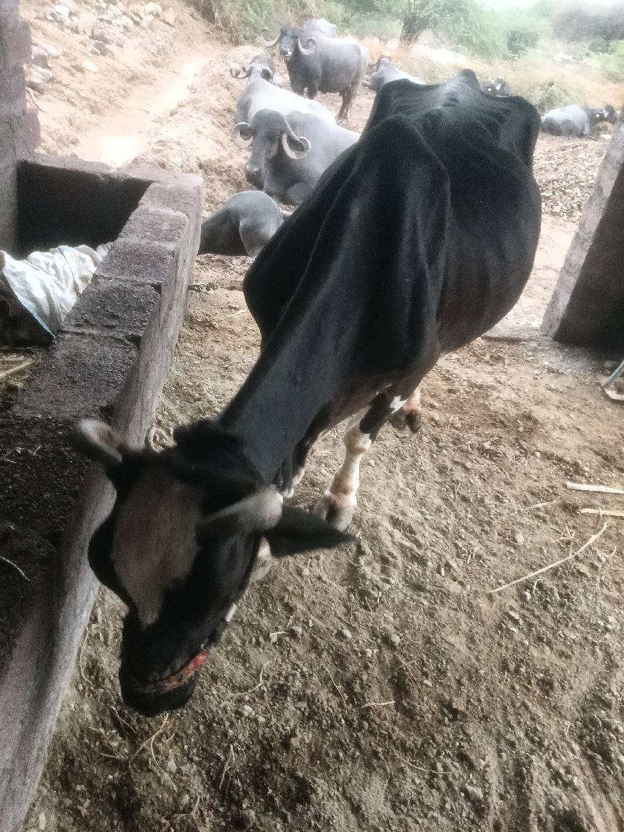ગીર ક્રોસ ગાય વેચવાની છે