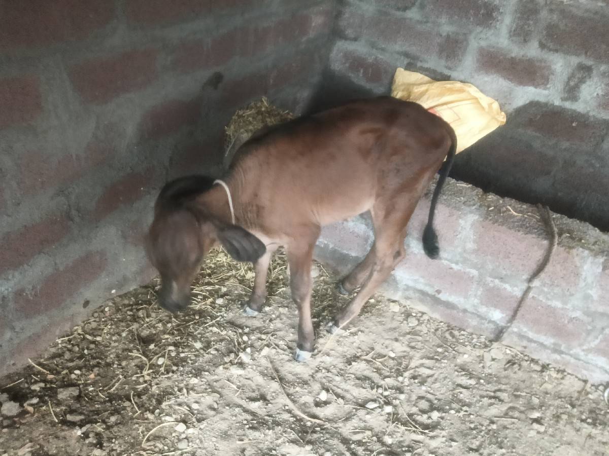 ગીર ક્રોસ ગાય વેચવાની છે