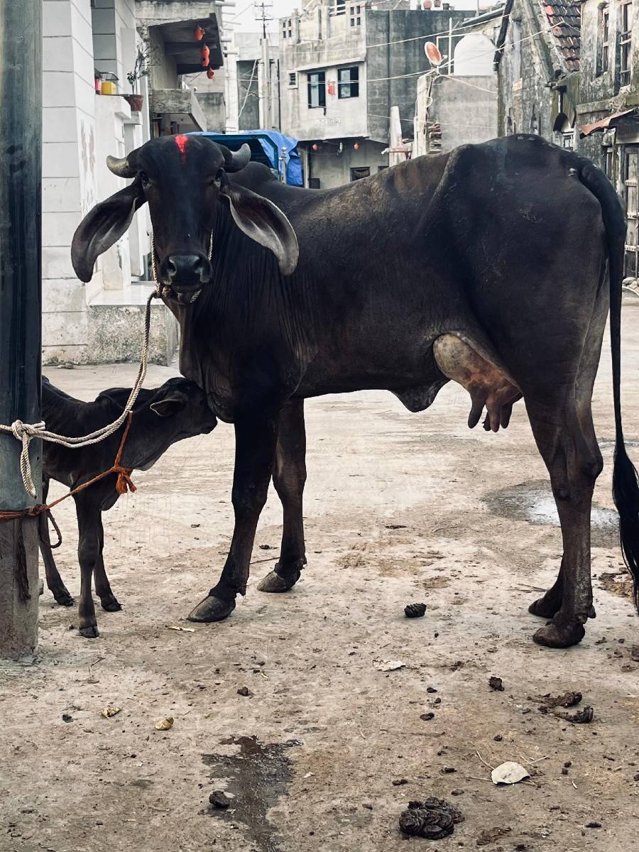 શ્યામ કપિલા હોડકી વેચવાની છે