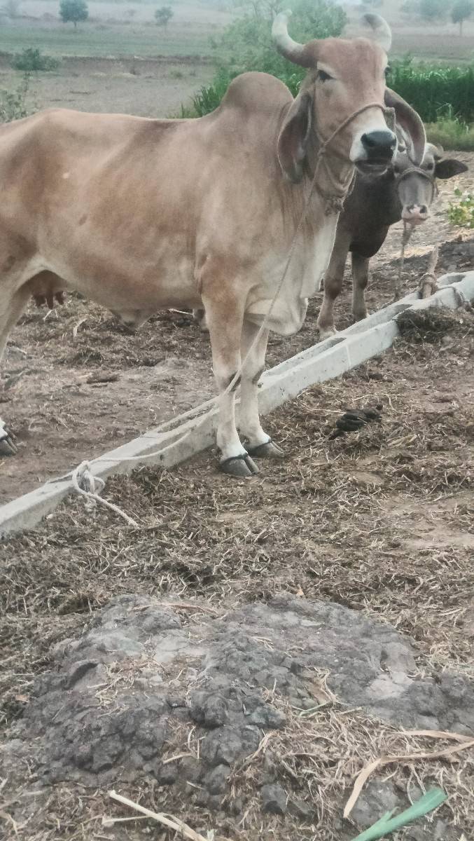 gay pachr desi soji javb dari vari