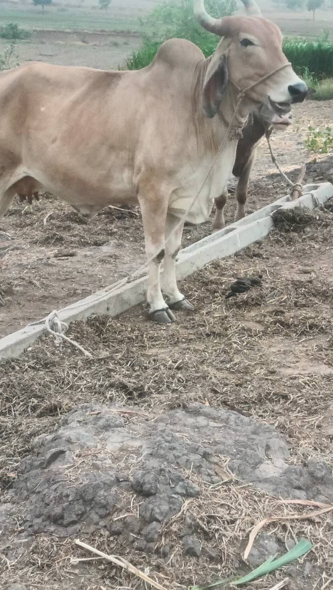 gay pachr desi soji javb dari vari