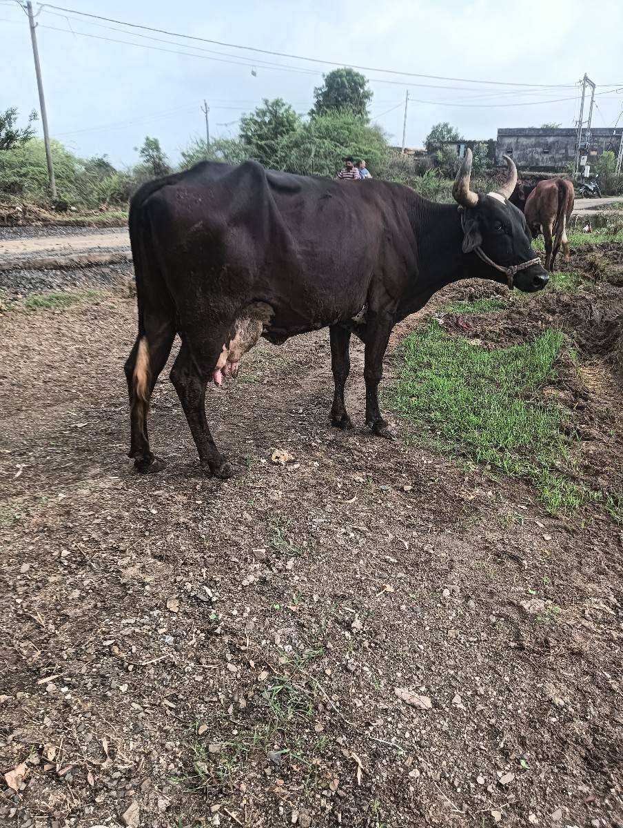 ગાય વેસવાની શે