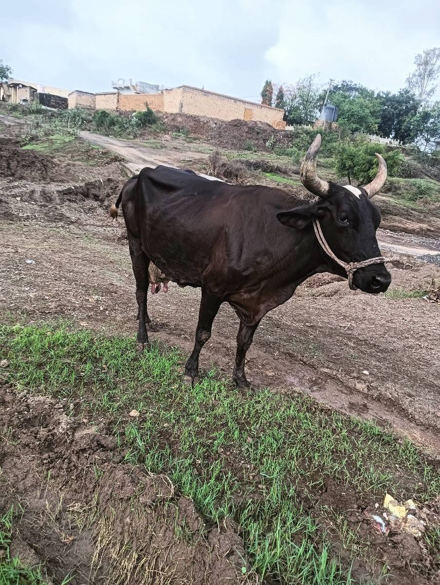 ગાય વેસવાની શે