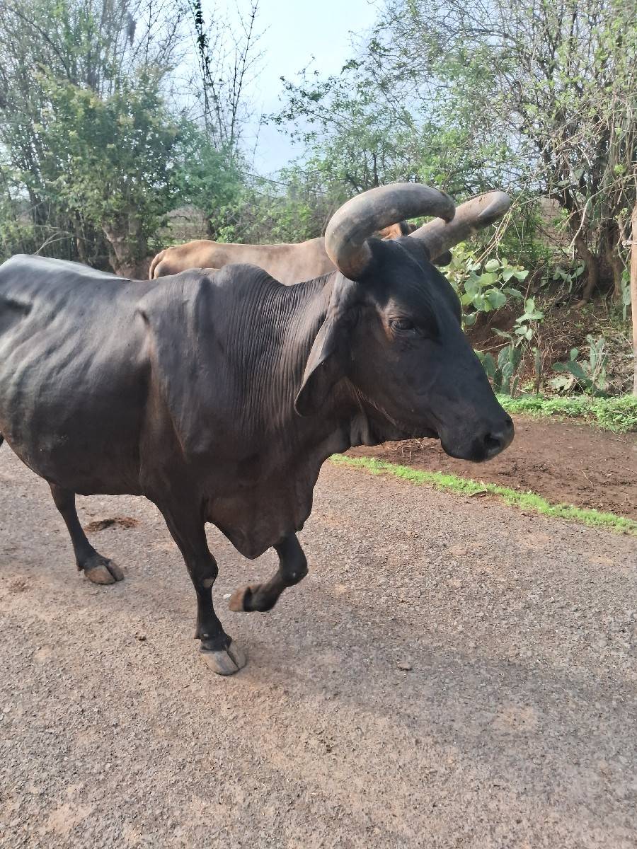ગાય