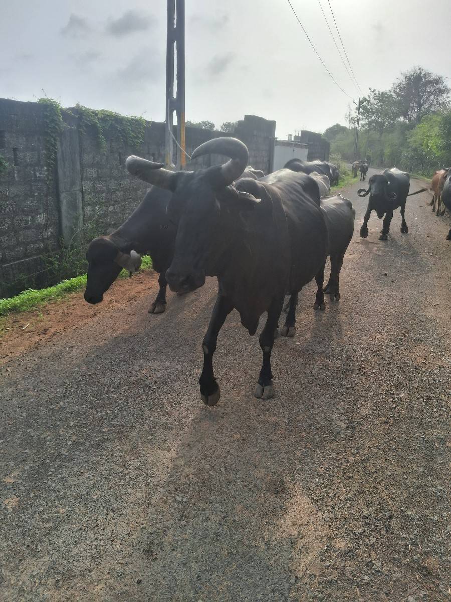 ગાય