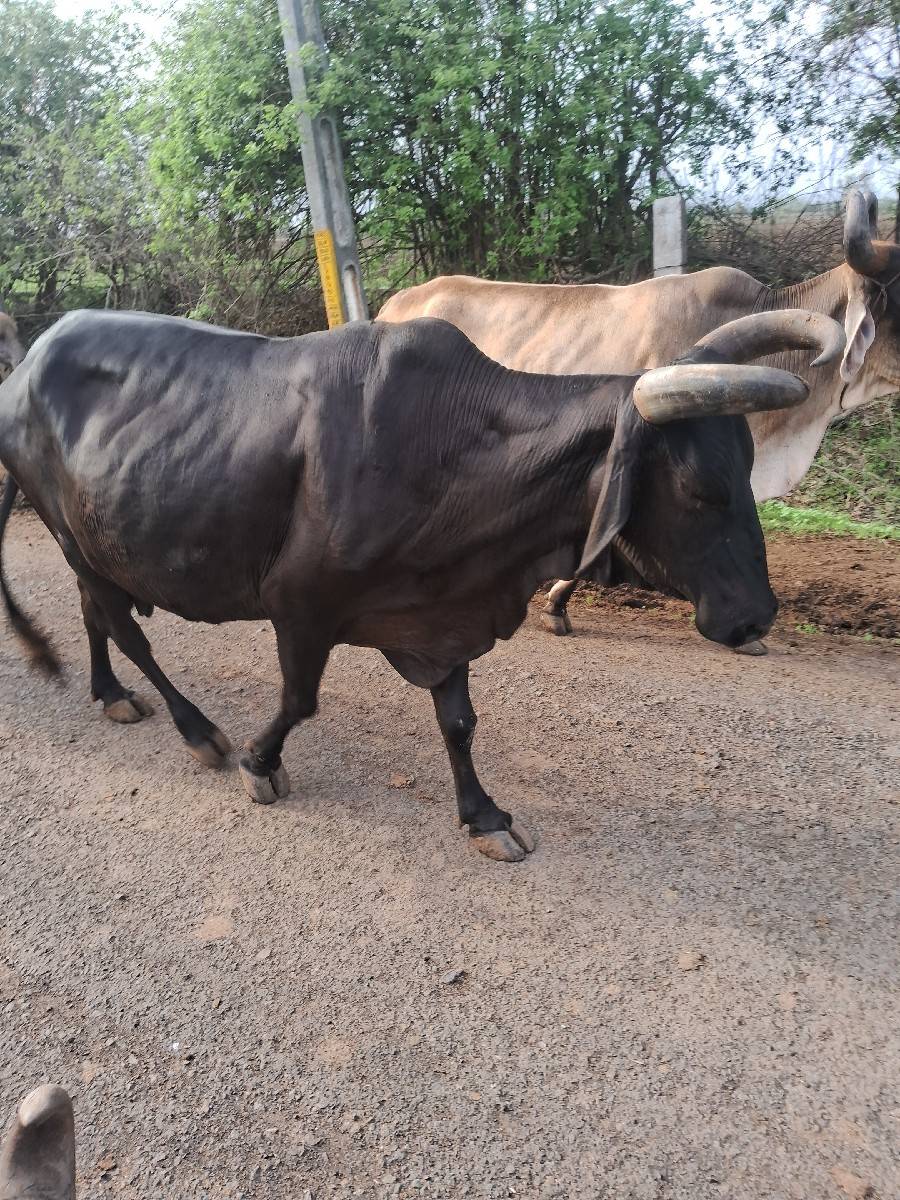 ગાય