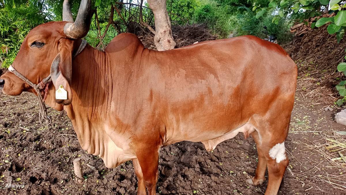 ગાય