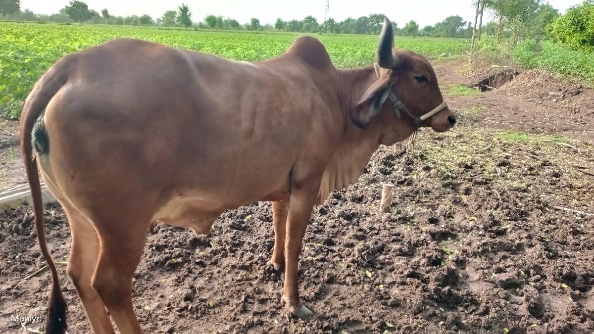 ગાય