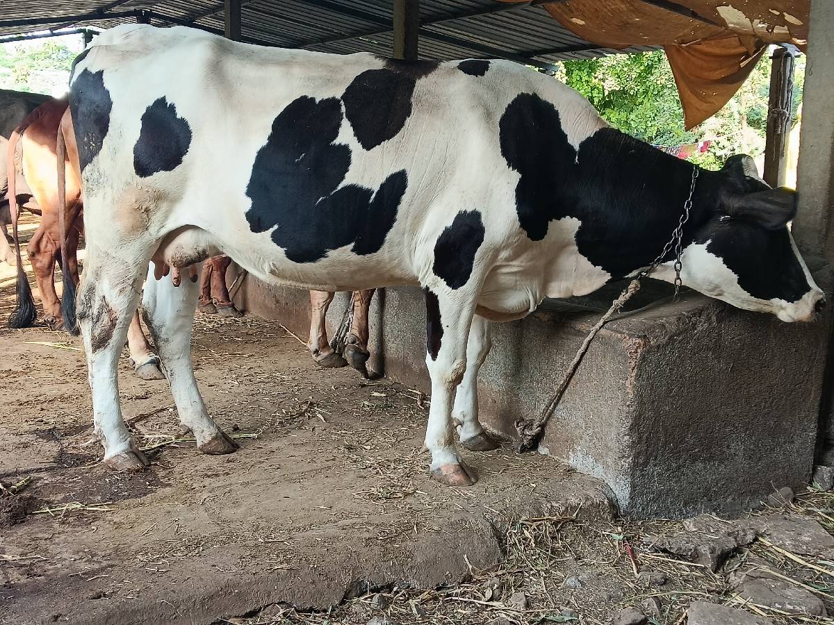 ઍચ ઍફ ઑરીજનલ