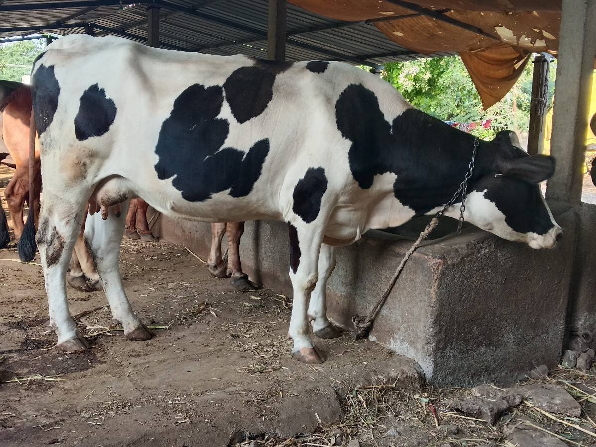 ઍચ ઍફ ઑરીજનલ