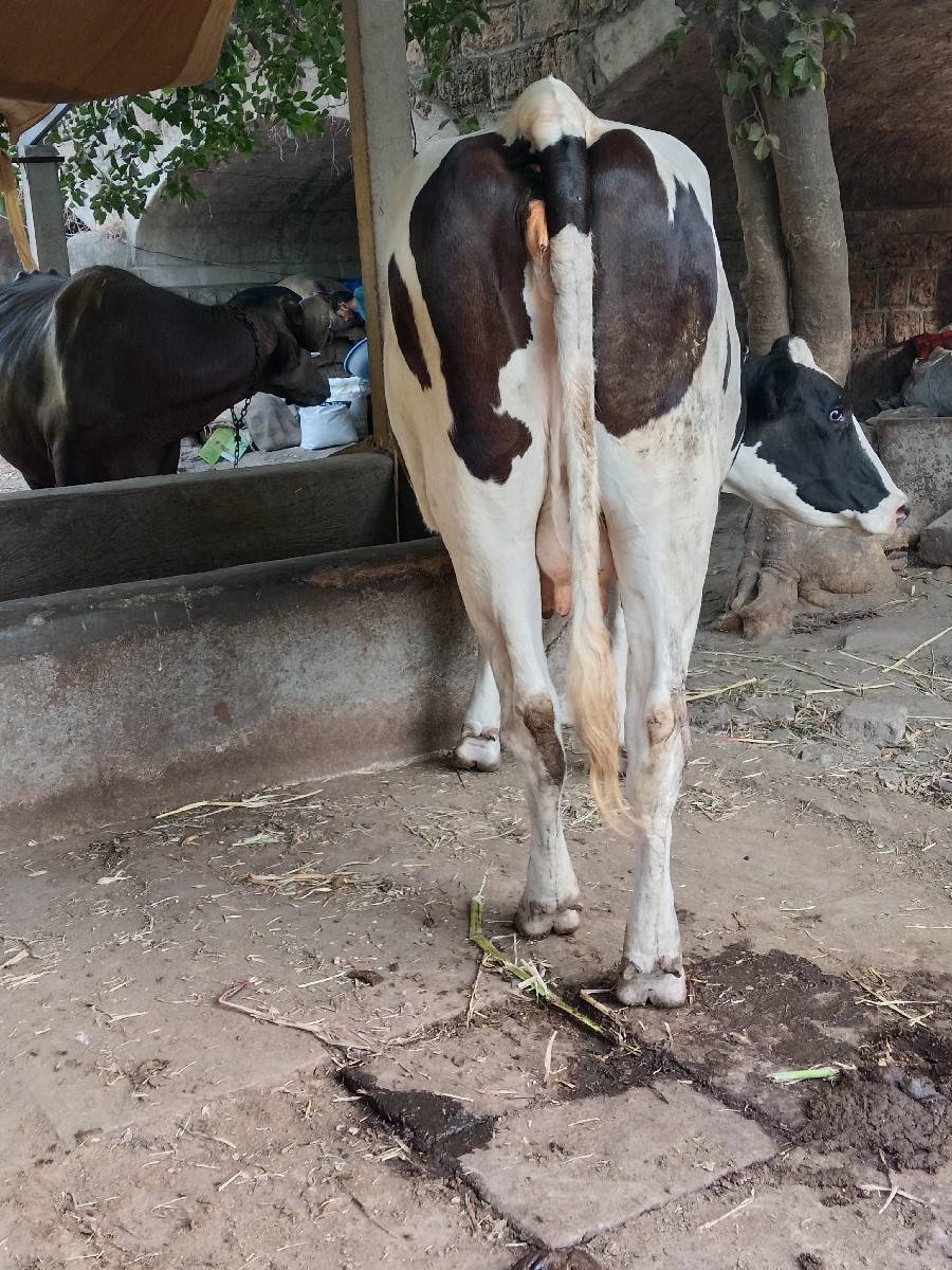ઍચ ઍફ ઑરીજનલ