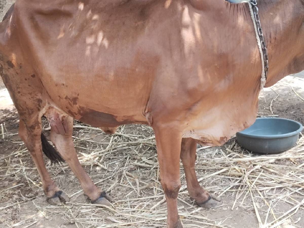 ગાય વેચવાની છે