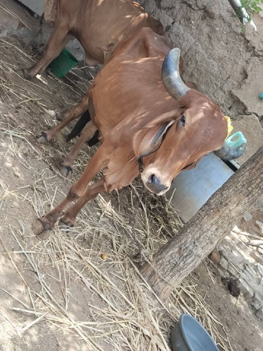 ગાય વેચવાની છે