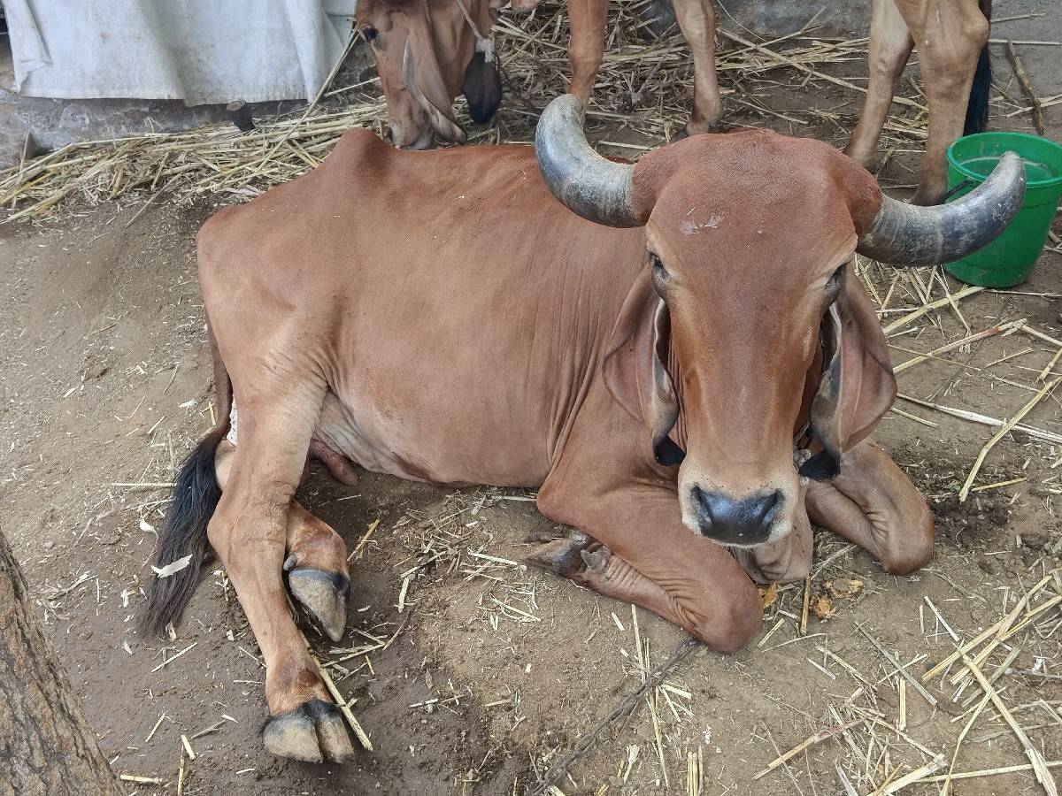 ગાય વેચવાની છે