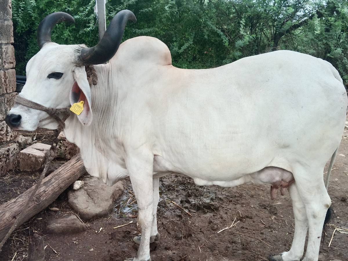 ગાય વેચવાની છે