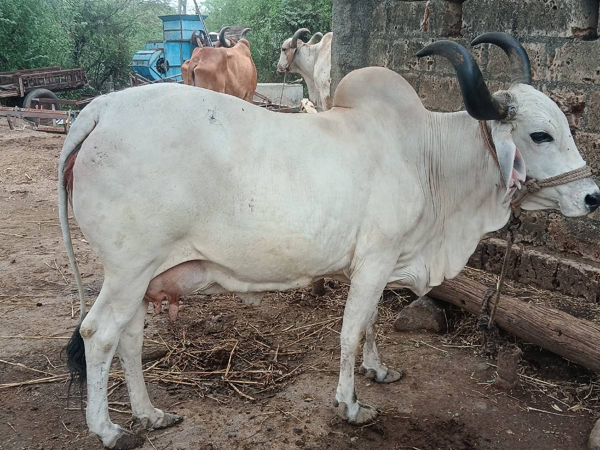 ગાય વેચવાની છે