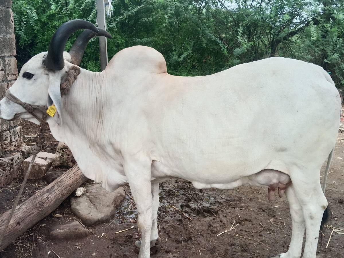 ગાય વેચવાની છે