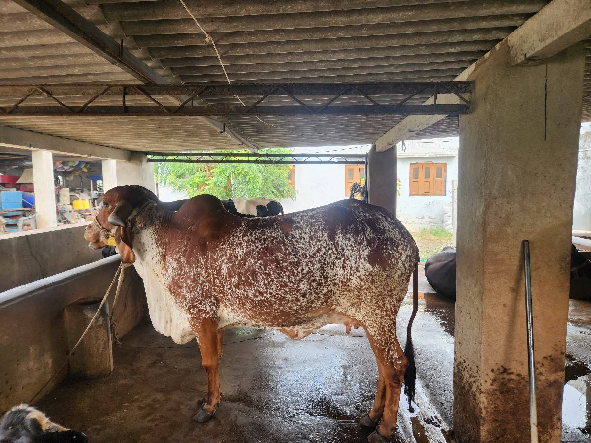 ગીર ગાય વેચવાની છે