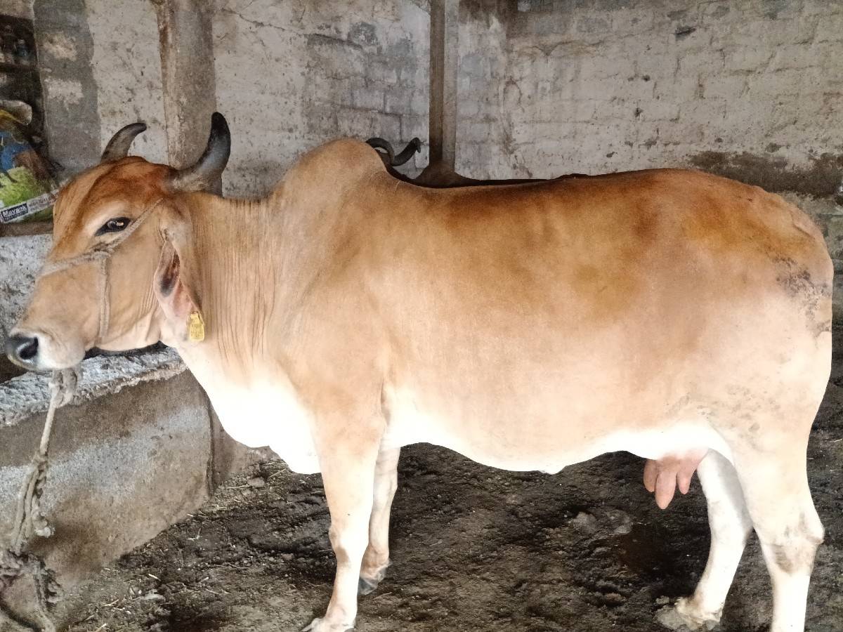 ત્રીજું વેતર ગાય