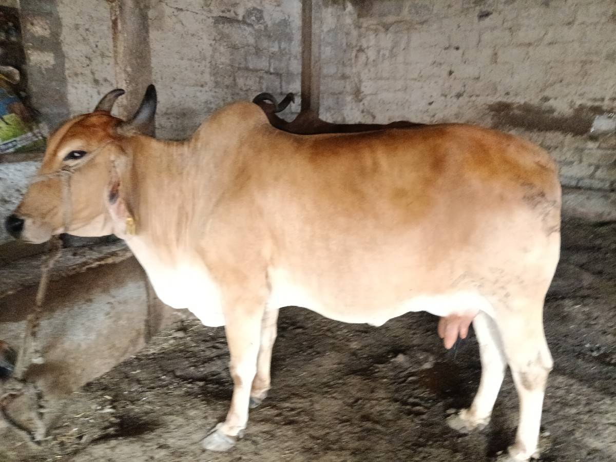 ત્રીજું વેતર ગાય
