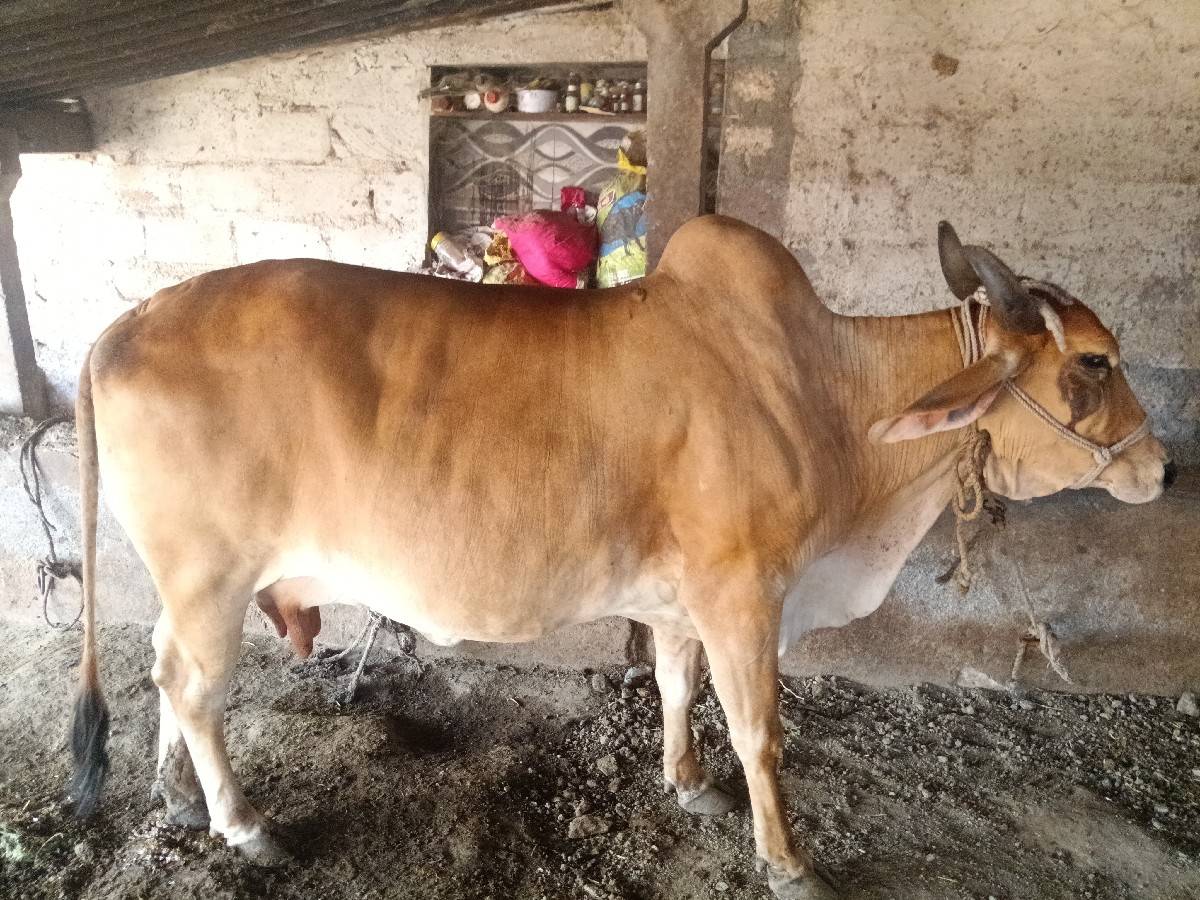 ત્રીજું વેતર ગાય