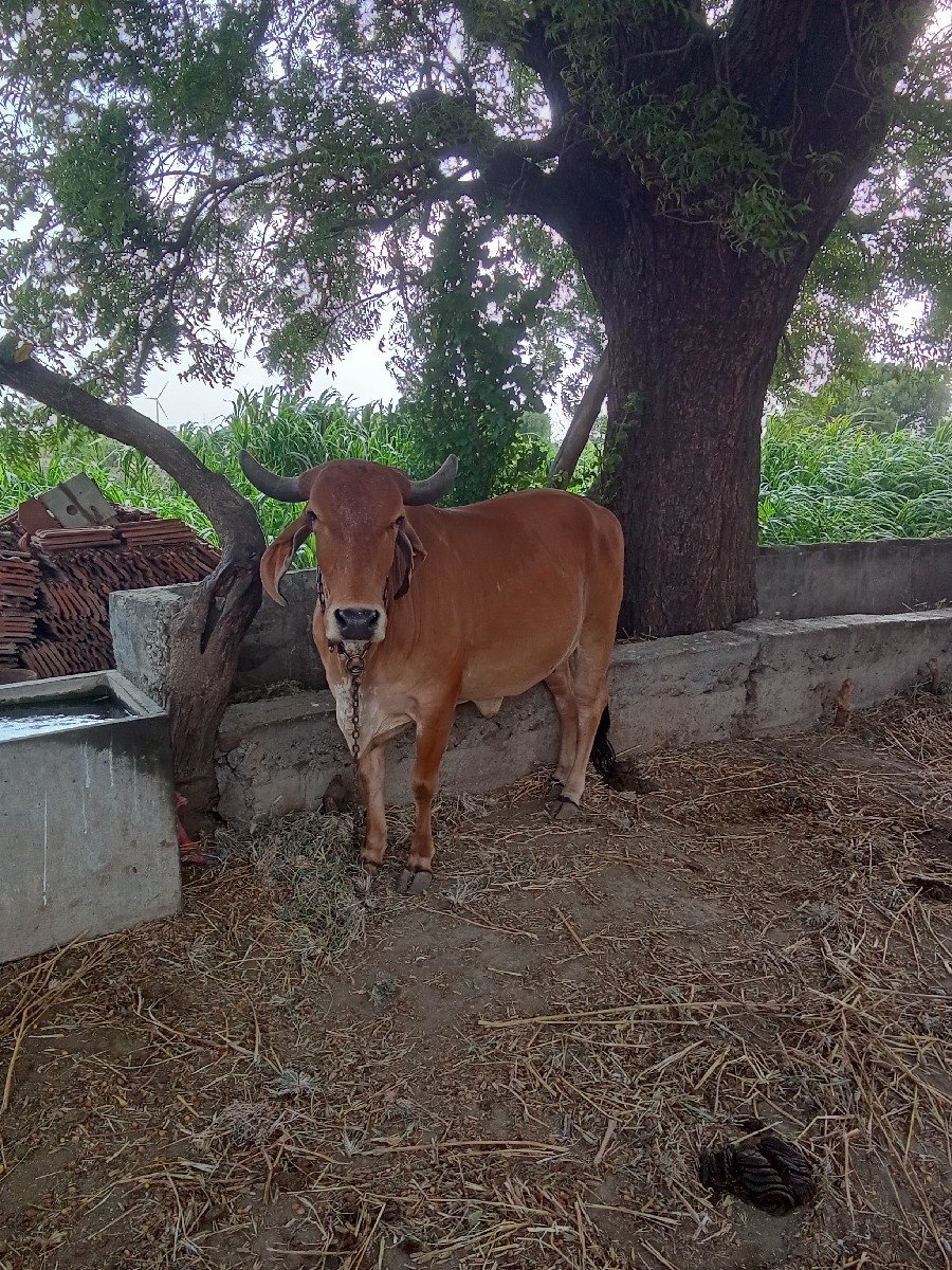 કરીયાણા