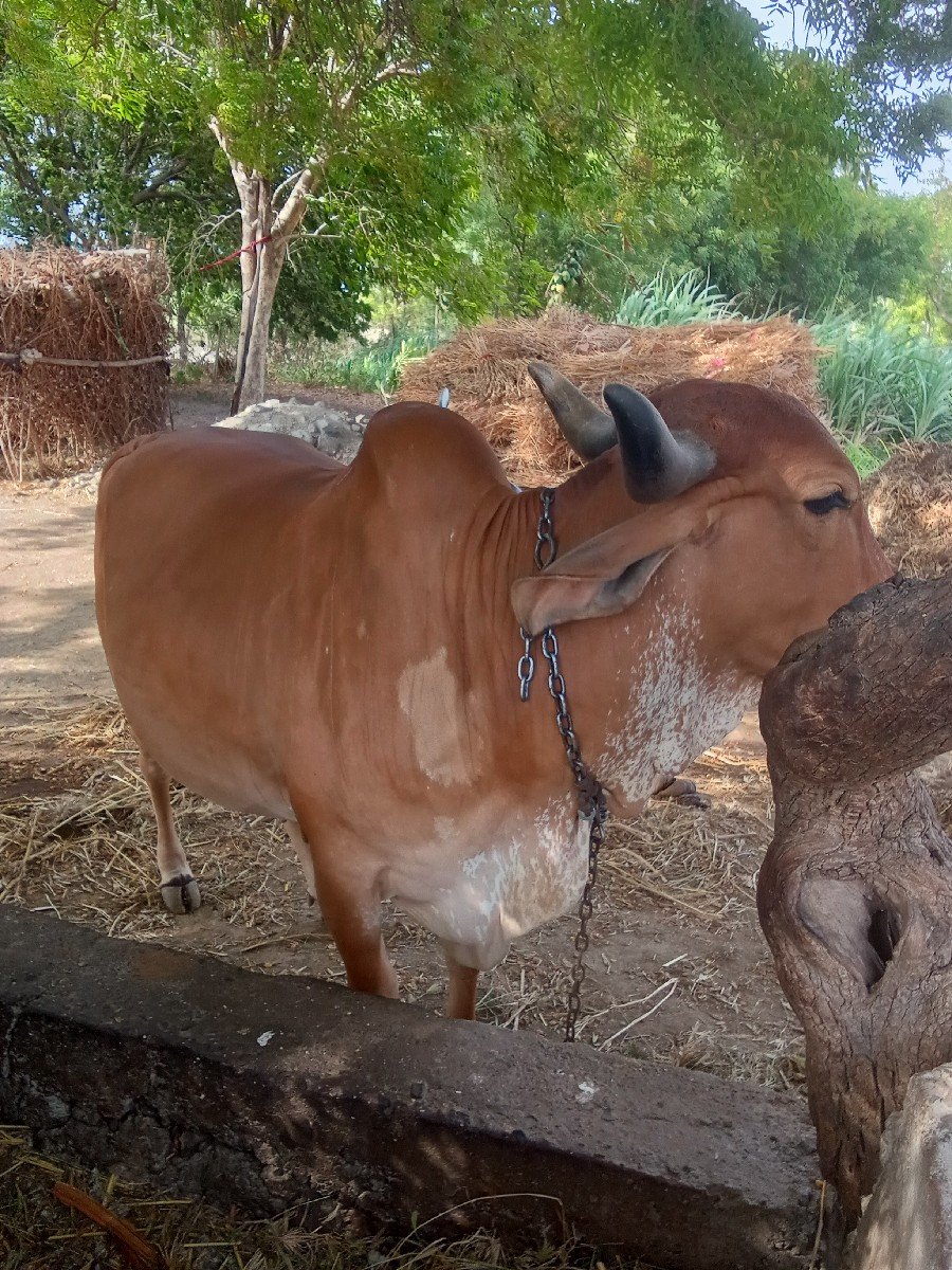 કરીયાણા