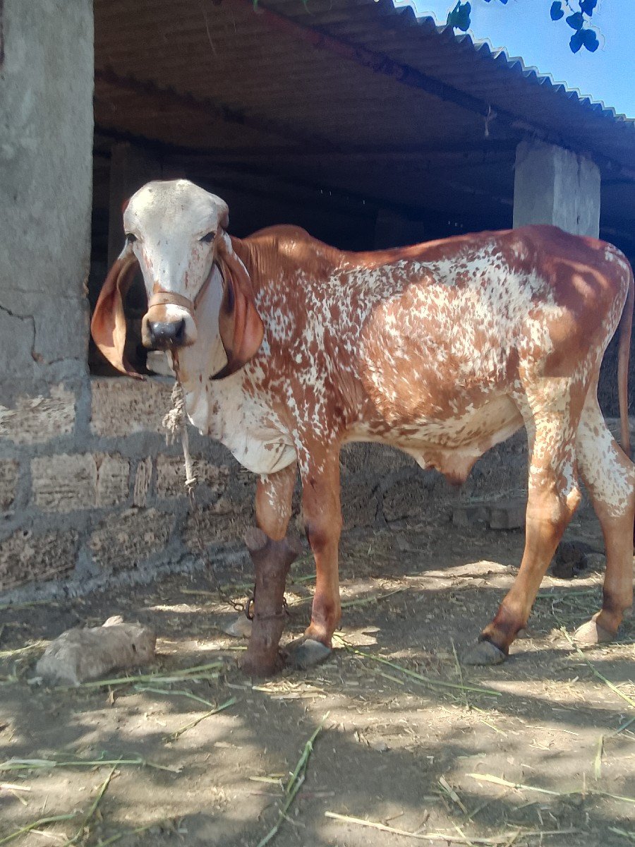 ખુટ આપી દેવા નો છે