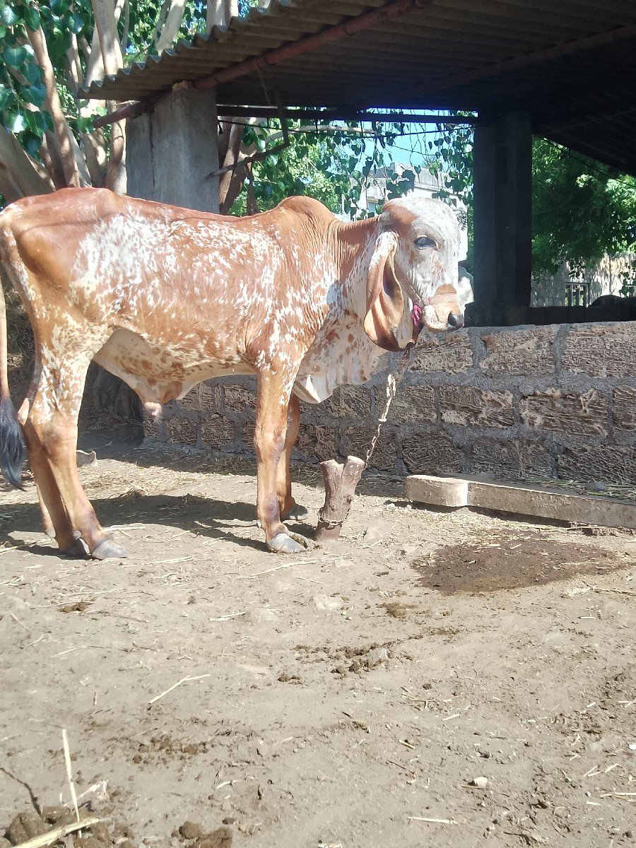 ખુટ આપી દેવા નો છે