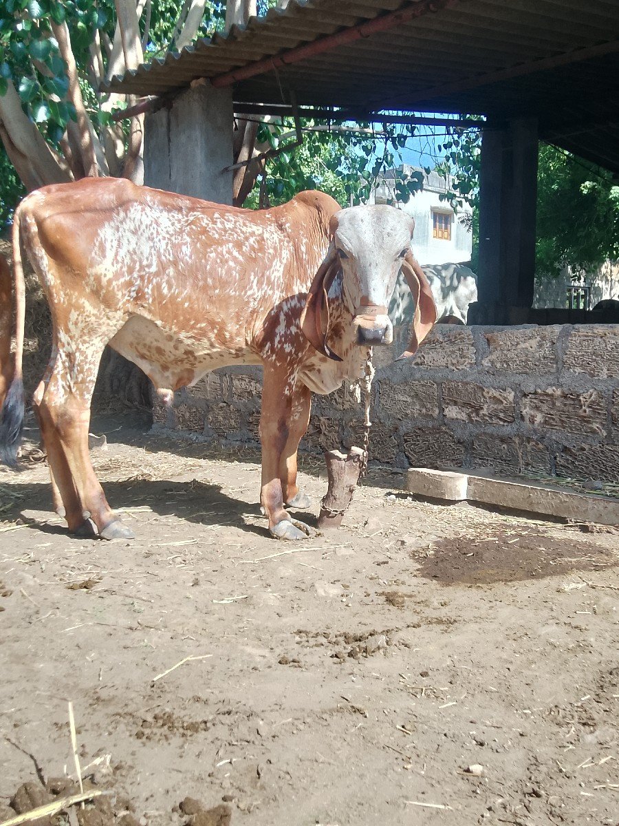 ખુટ આપી દેવા નો છે