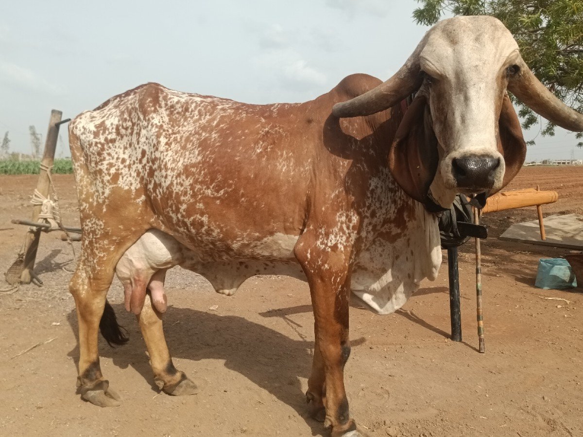 ગાય વેચવાની છે