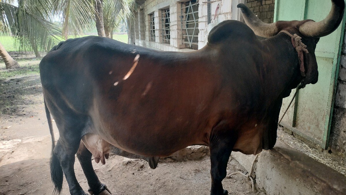 ગાય વેચવાની છે