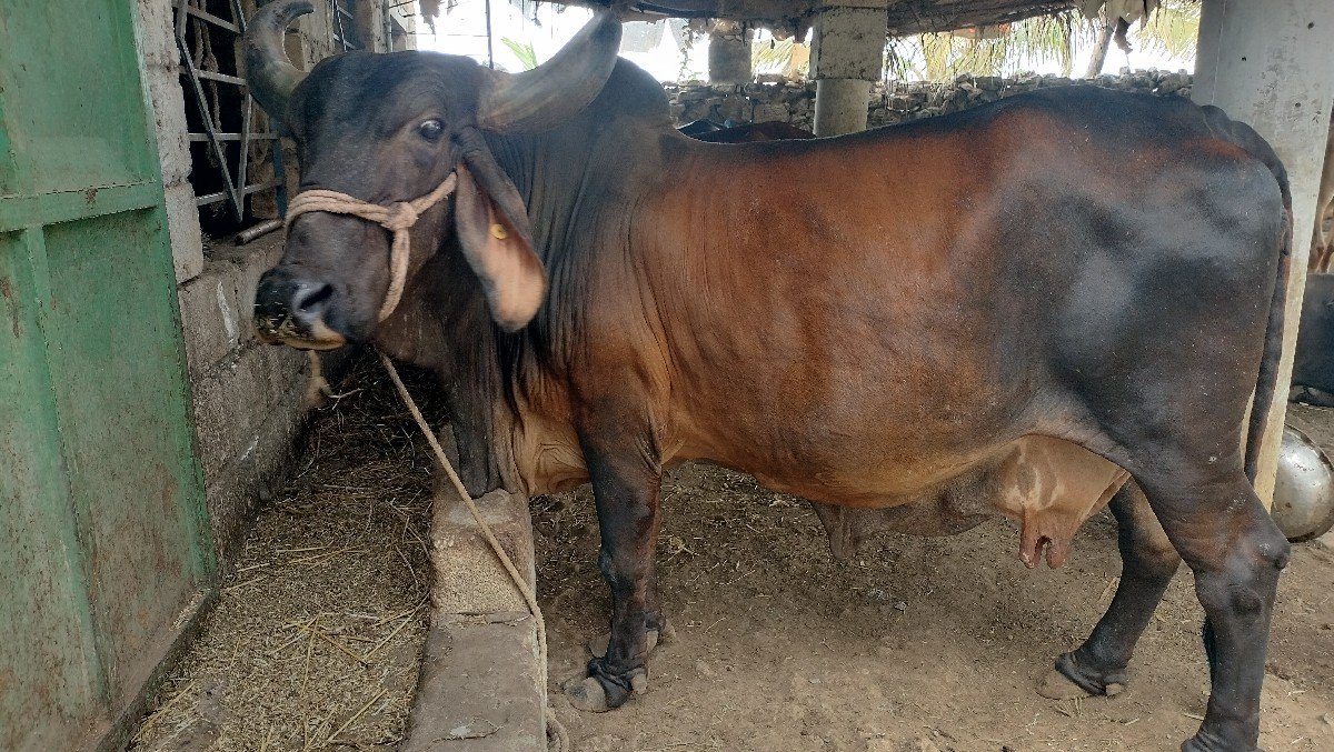 ગાય વેચવાની છે