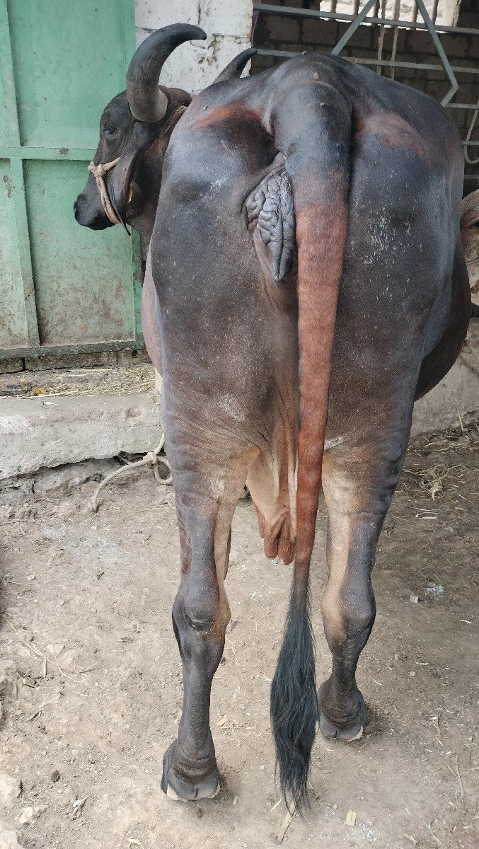 ગાય વેચવાની છે