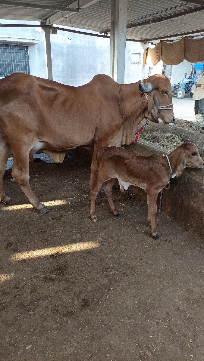 ગાય વેચવા ની છે
