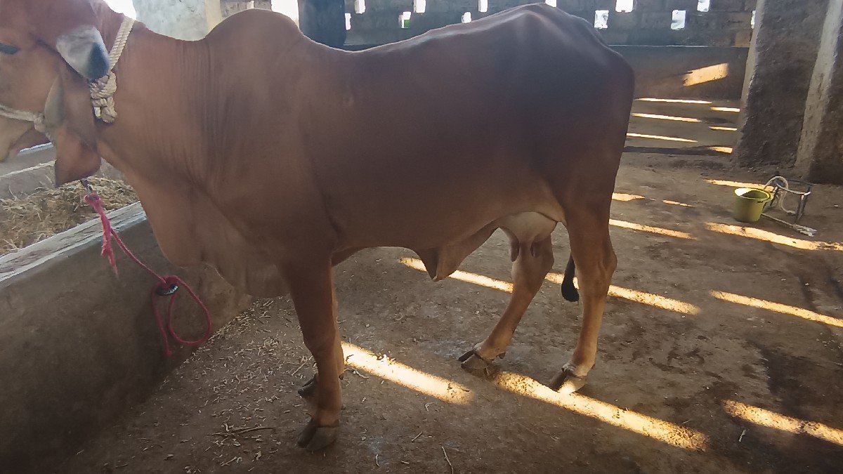 ગાય વેચવા ની છે