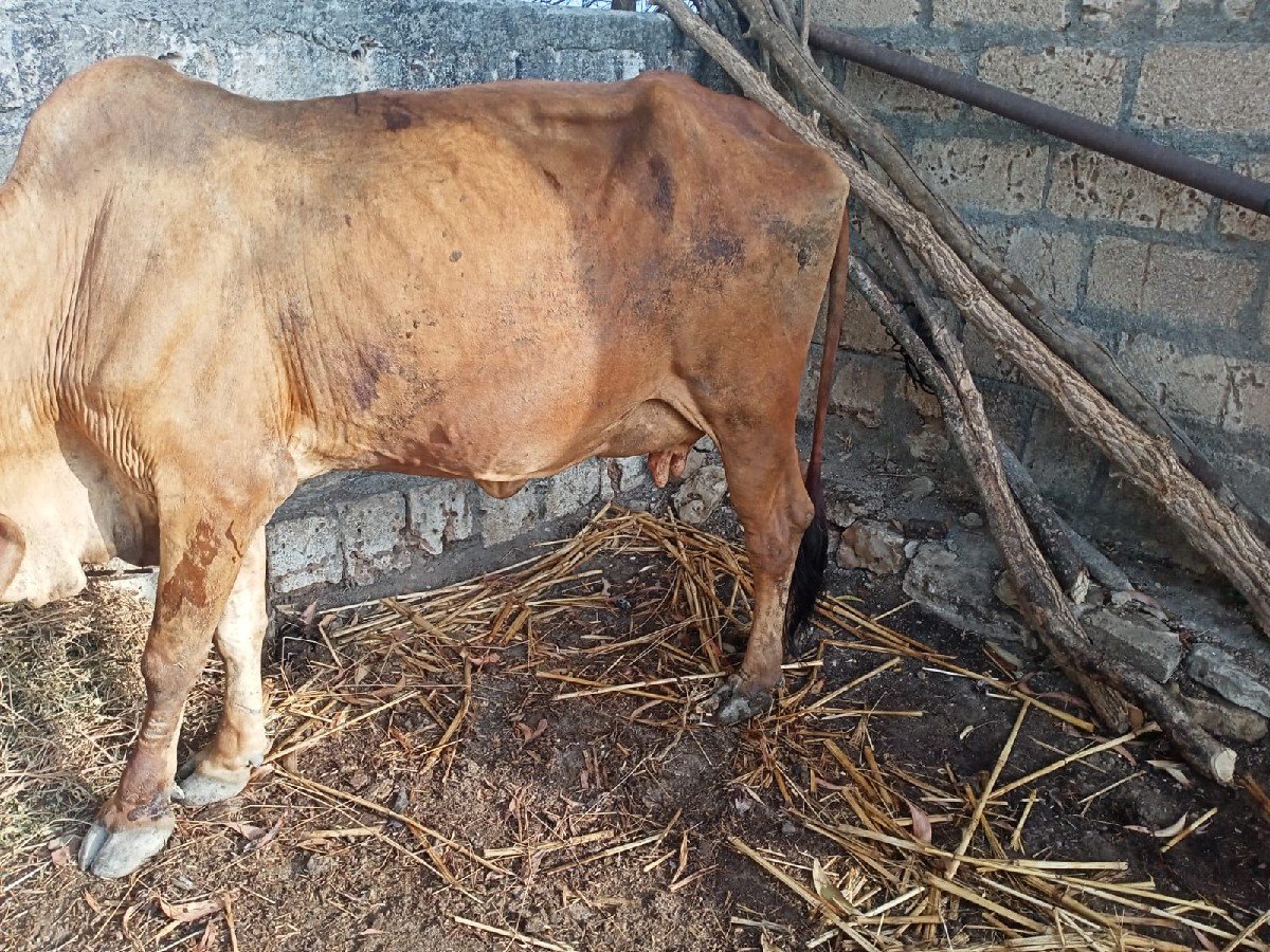 ગાય વેશવા ની સે