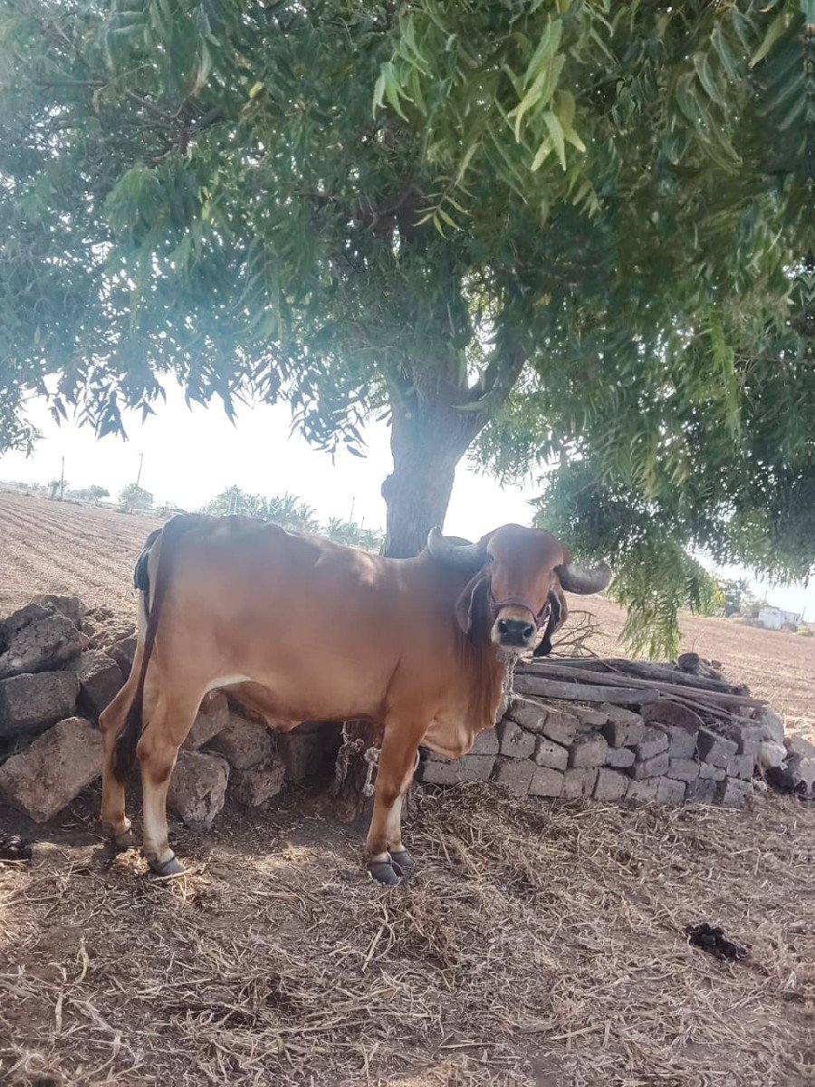 ગાય વેચવાની છે