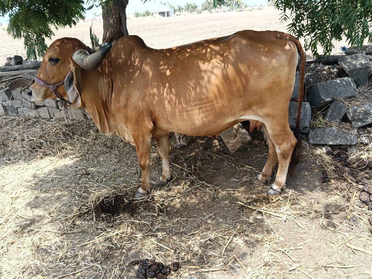 ગાય વેચવાની છે