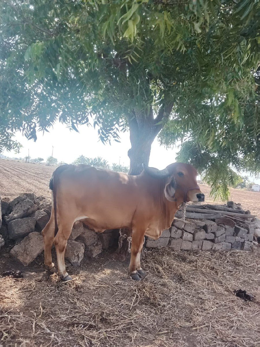 ગાય વેચવાની છે