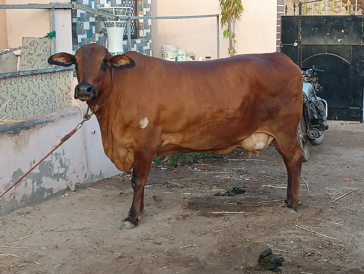 જયરાજભાઈ કાઠી દરબાર