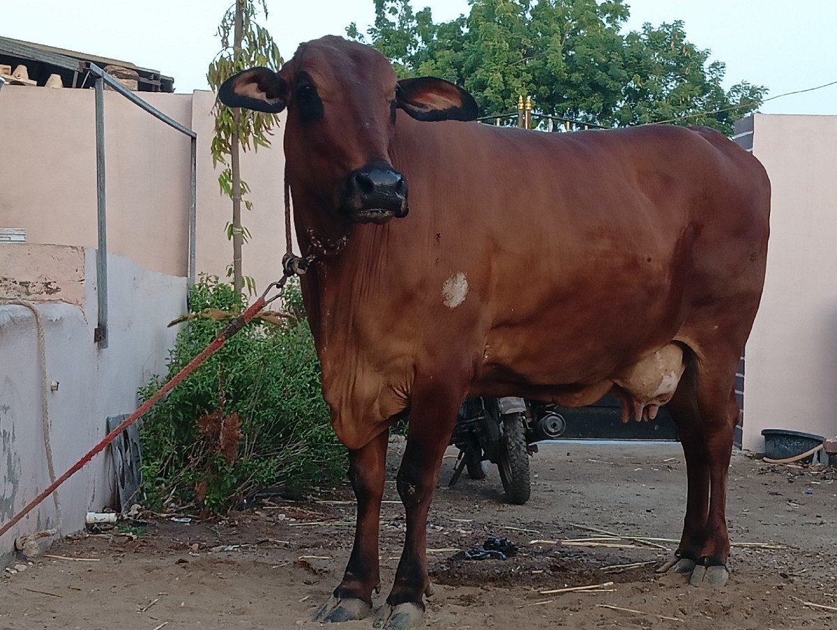 જયરાજભાઈ કાઠી દરબાર