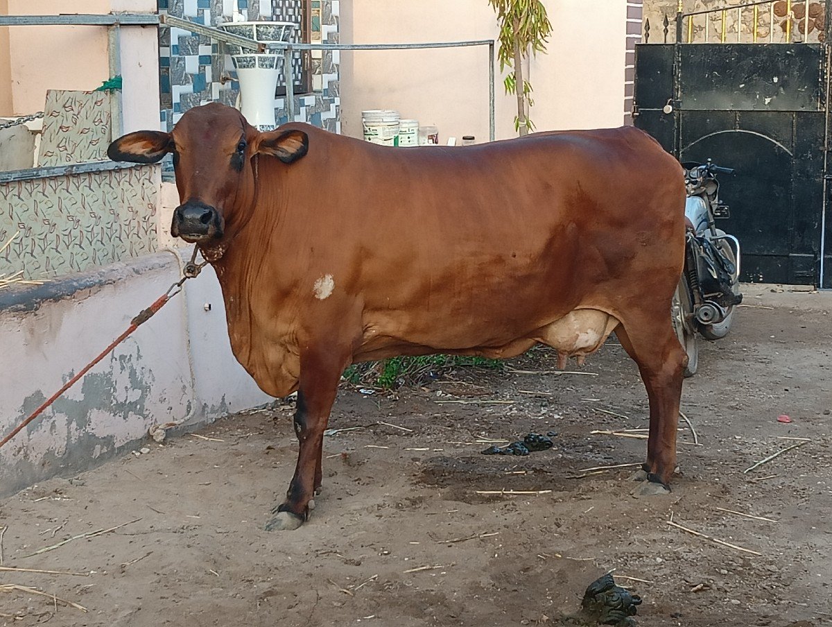 જયરાજભાઈ કાઠી દરબાર